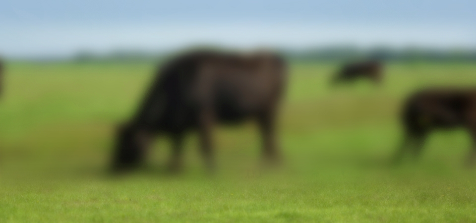 WAGYU_SLIDE_01.jpg