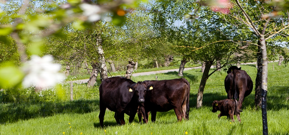 WAGYU_SLIDE_03.jpg