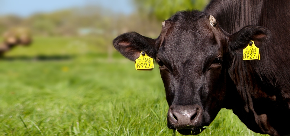 WAGYU_SLIDE_02.jpg