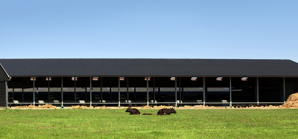WAGYU_SLIDE_09.jpg