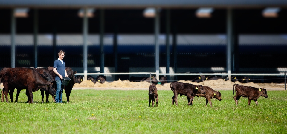 WAGYU_SLIDE_06.jpg