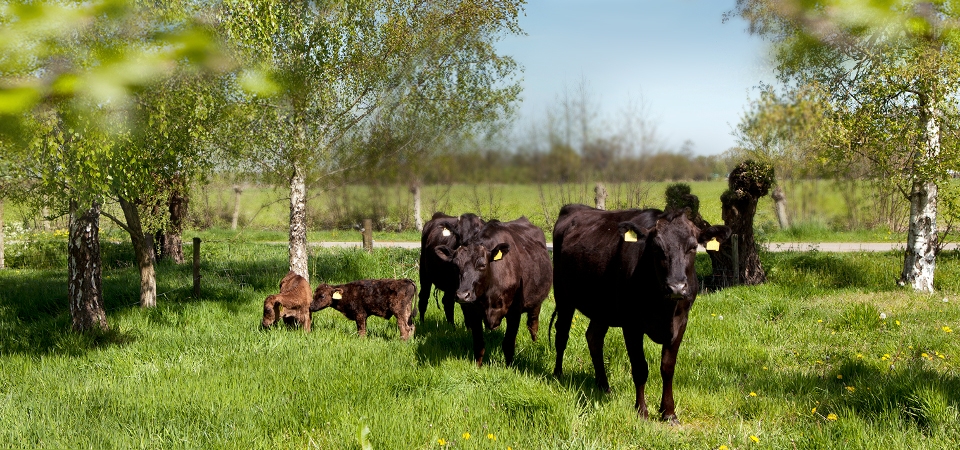 WAGYU_SLIDE_05.jpg