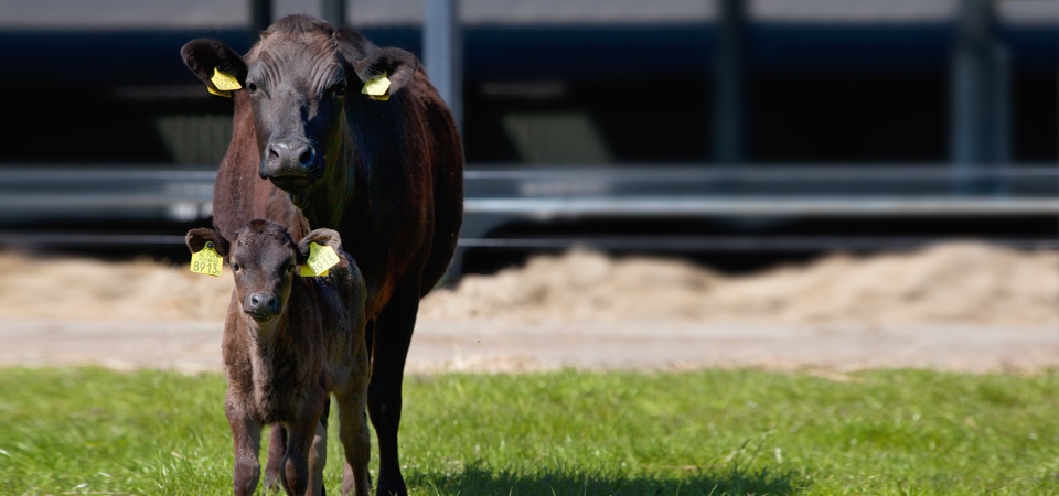 WAGYU_SLIDE_04a.jpg